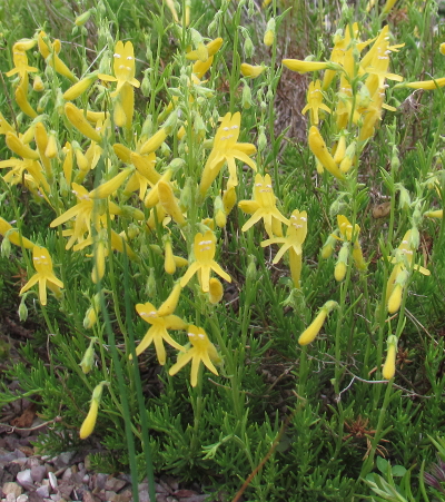 Penstemon pinifolius 'Mersea Yellow' 